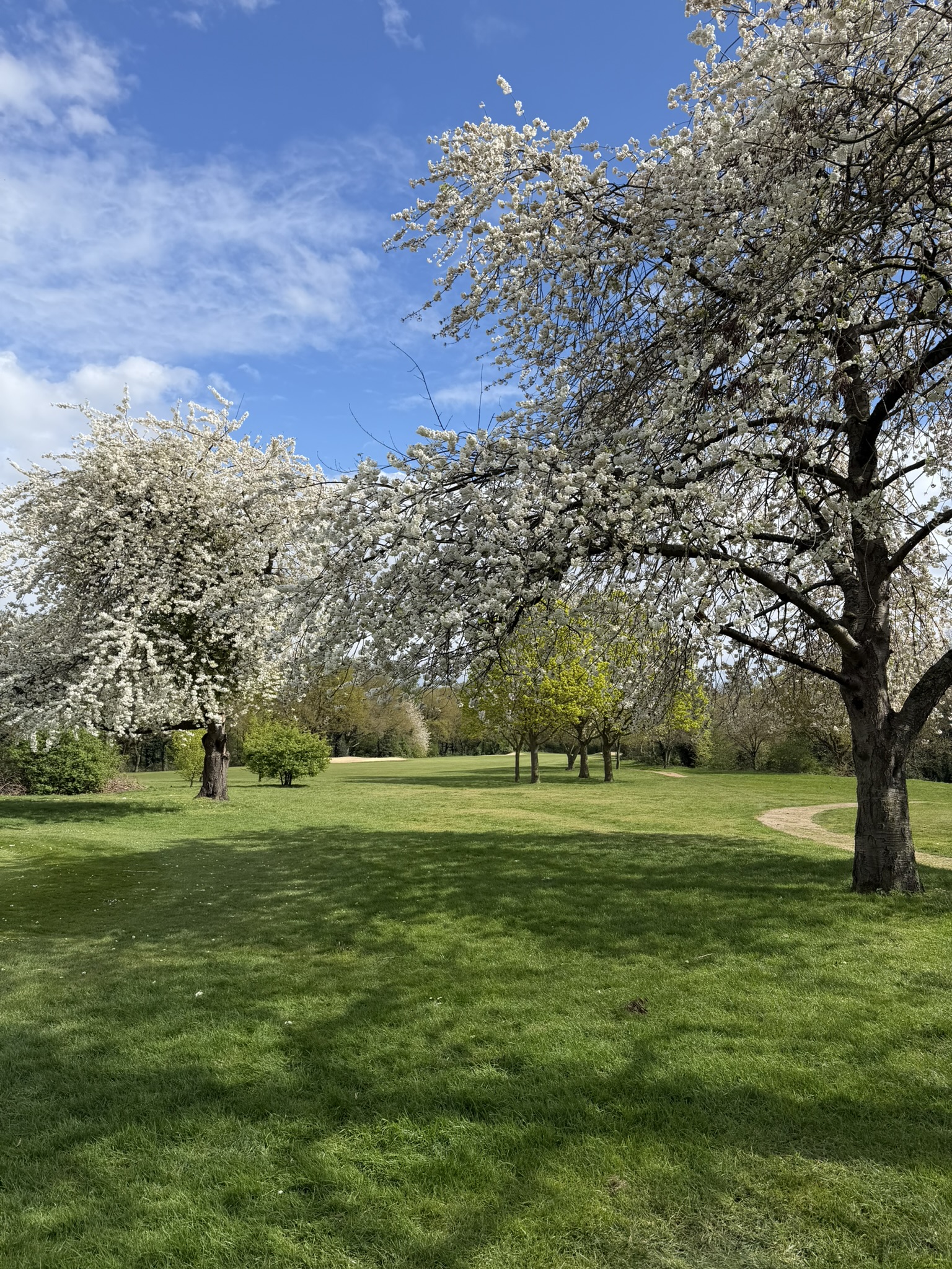 Blossom trees beside the course at West Middlesex Golf Club.